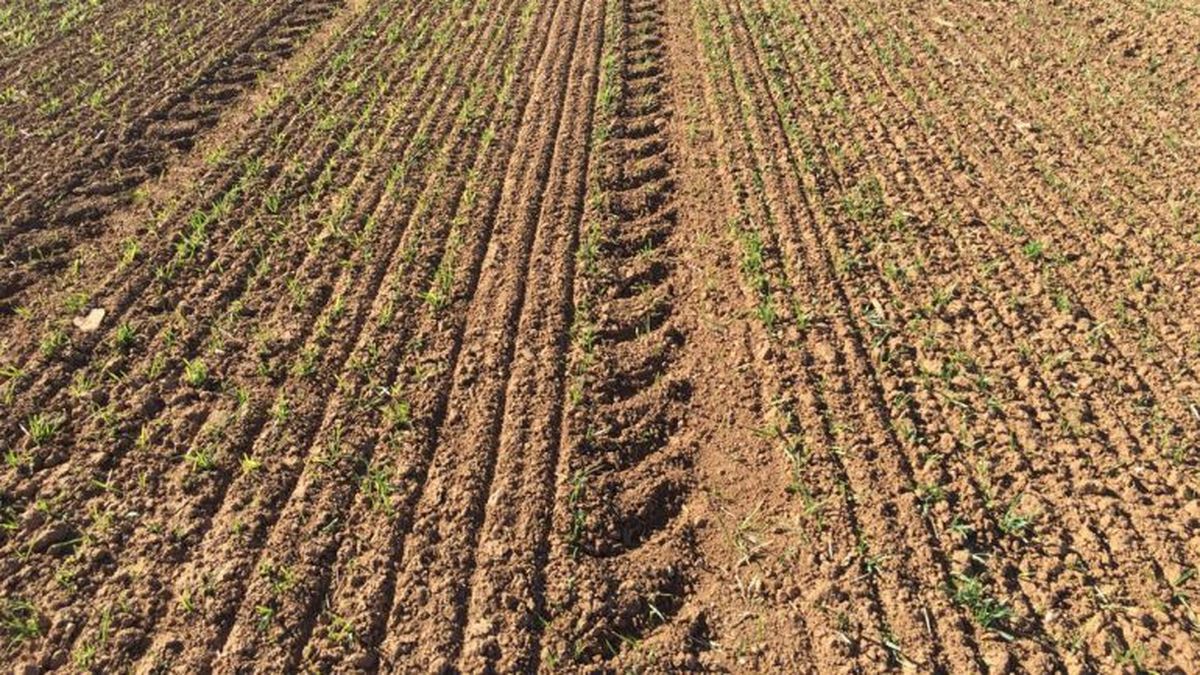 The crops of Santa Fe begin to show consequences due to the heat and the lack of rain