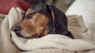 La importancia de la adopción de mascotas La importancia de la adopción de mascotas