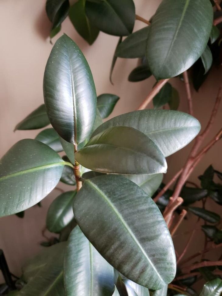 Plant for inside the house. 