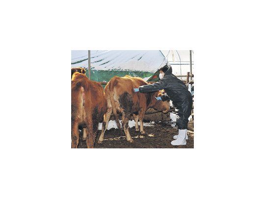 El Gobierno surcoreano reconoció que la epidemia de aftosa se extiende a pesar de la cuarentena y de la aplicación de vacunas a los animales.