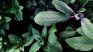 This plant contains substances with analgesic properties for pain.