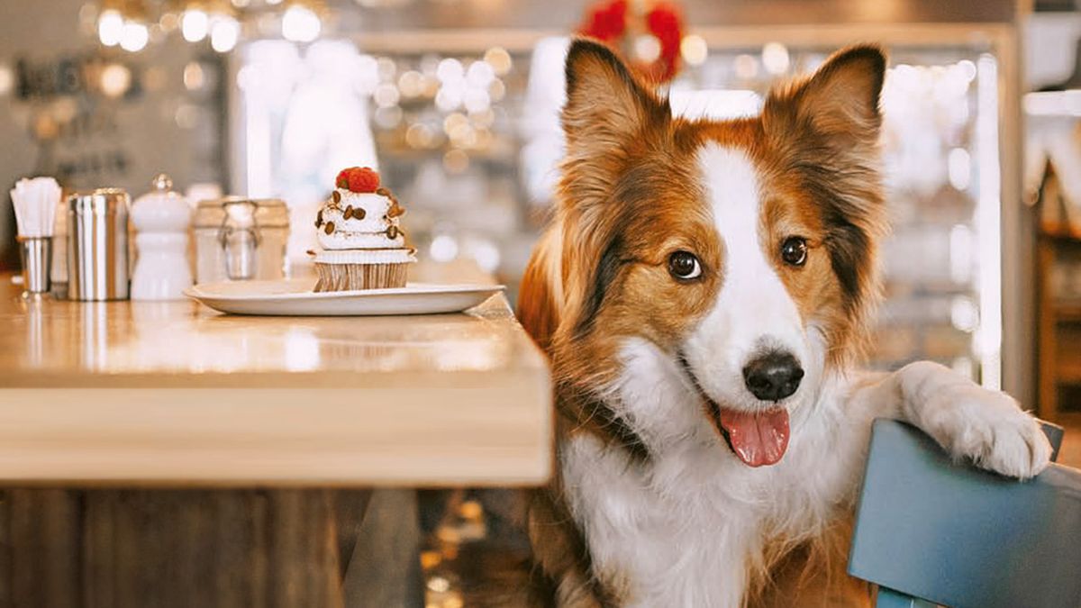 Pet Friendly coffee shops to snack in the city of Buenos Aires with your pet