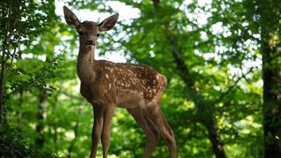 ámbito.com | Bambi.jpg