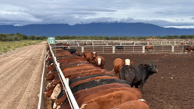 Feedlot salteño con tecnología de punta ubicado en Campo Santo.