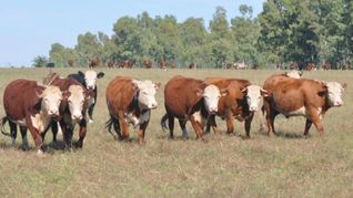 Uruguay concretó la apertura de dos mercados para las exportaciones de ganado en pie