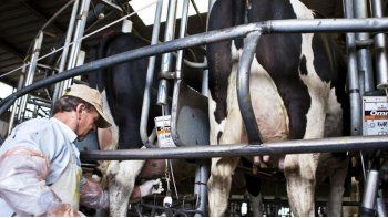 Proponen crear una comisión de precios de la leche
