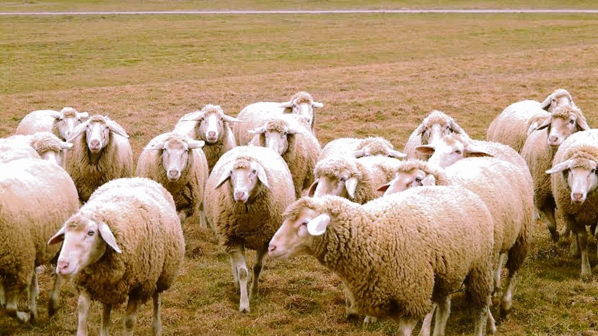 Argentina will export sheep, goats and genetic material to Chile