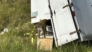 Todavía hay tres monos en libertad. Todavía hay tres monos en libertad.