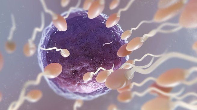 Los tratamientos actuales incorporan una mirada integral sobre la salud reproductiva.
