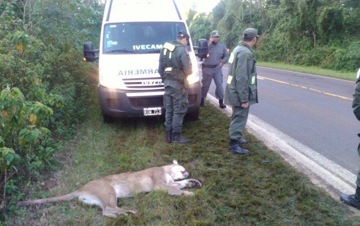 Muere un puma al ser atropellado en Misiones dentro del Parque Nacional Iguazú