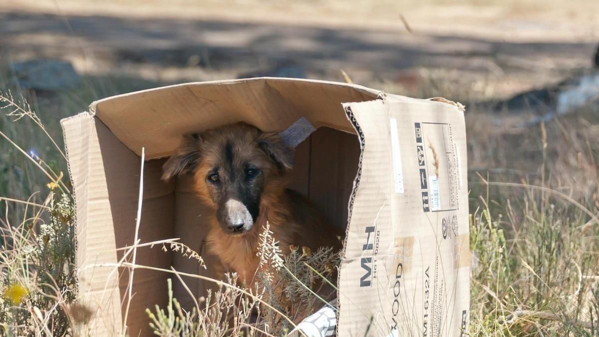 cuantos perros mueren por maltrato