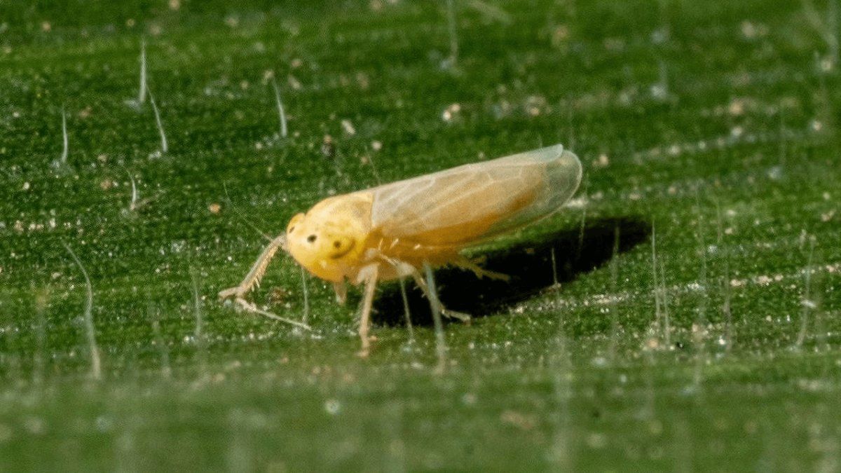 They discover details of the plague that caused million-dollar losses in exports