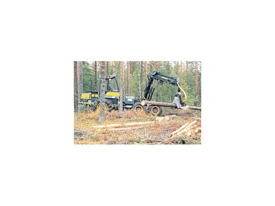 Empresarios de la industria forestal advirtieron que es necesario un artículo que contemple a la actividad para que se pueden adquirir más de 1.000 hectáreas por parte de extranjeros.