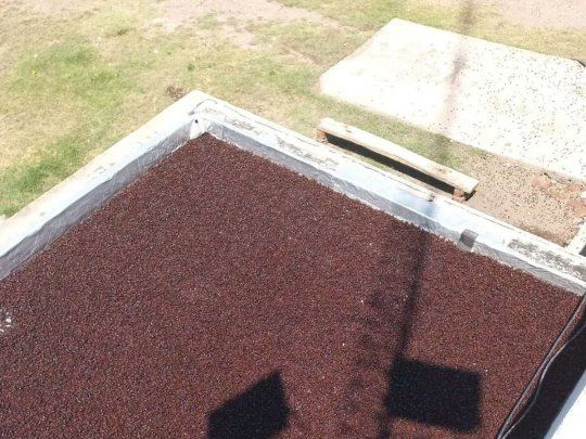 Cascarudos concentrados en el techo de una casa.