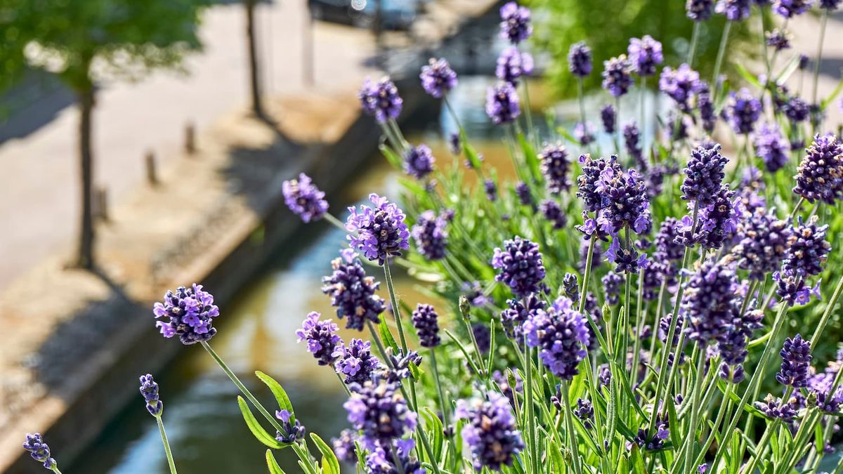 Plants to decorate the household squads with flowers in winter and that almost no care