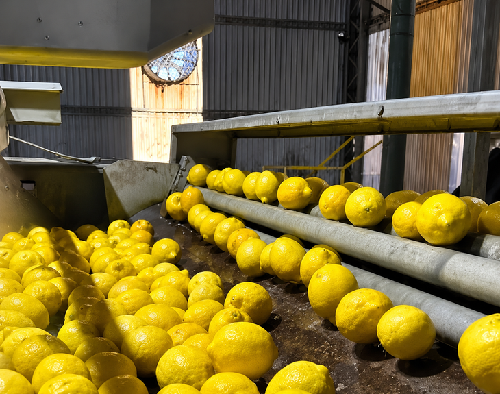 La actividad limonera del NOA busca consolidar una recuperación tras varios años de caída de precios y pérdida de rentabilidad. El sector reclama mejoras en competitividad y logística La actividad limonera del NOA busca consolidar una recuperación tras varios años de caída de precios y pérdida de rentabilidad. El sector reclama mejoras en competitividad y logística