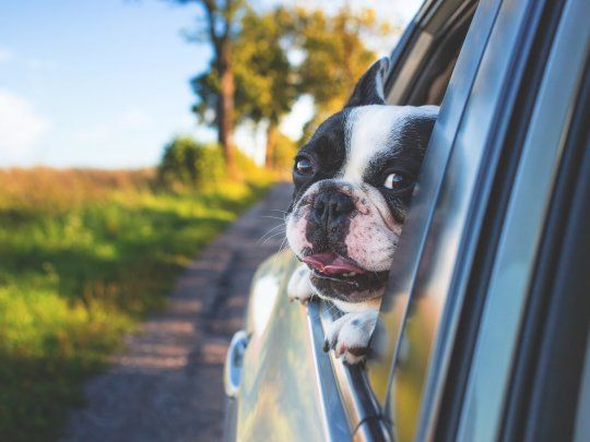 Viajar en auto con tu perro.&nbsp;