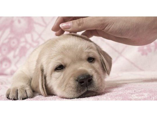 Cachorro.