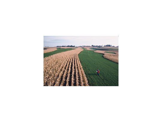Con un rendimiento promedio de 10.294 kilos por hectárea, el USDA proyecta una campaña de 362,46 millones de toneladas de maíz en la temporada2012/13, cifra que constituiría, de materializarse, un nuevo récord productivo.