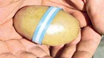 presentaron la primera papa geneticamente modificada de argentina