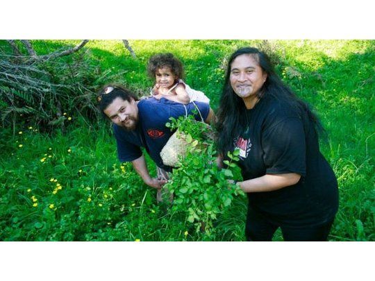 La radula es una planta que se usa en la medicina tradicional maorí (Foto: James Heremaia)