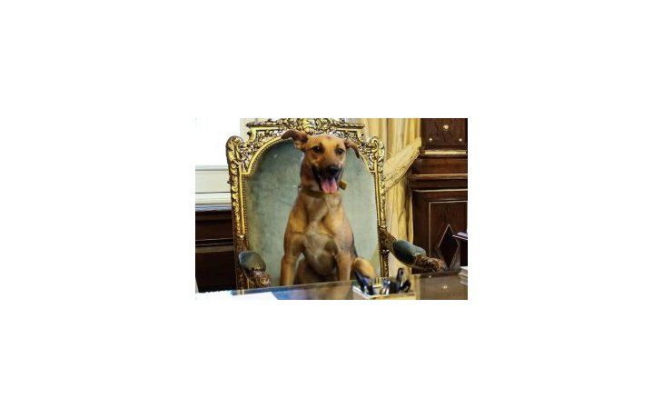 Balcarce, la mascota de Mauricio Macri, en el sillón presidencial..