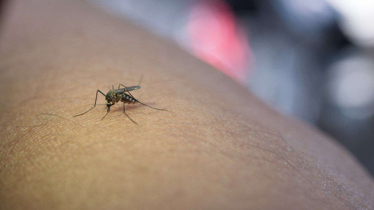 More than 1,500 cases of dengue have been registered so far this year in Tucumán