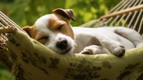 Especialistas de Harvard revelaron en qué sueñan los perros y porqué es importante no despertarlos mientras duermen.