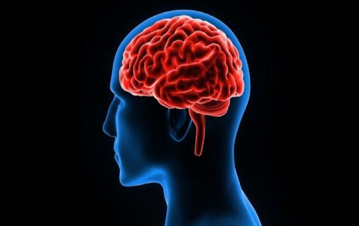 Cerebro.&nbsp;