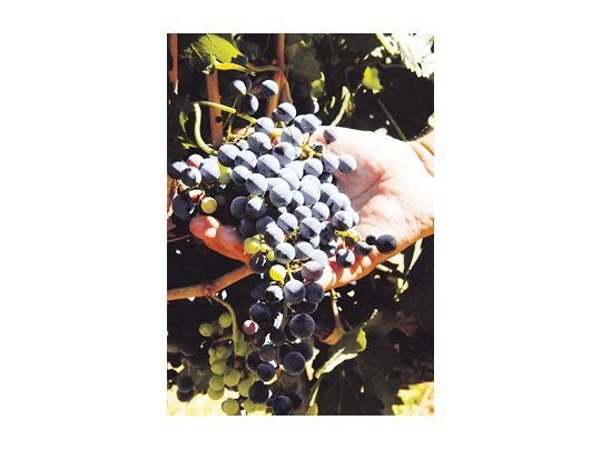 El ministro de Agricultura, Julián Domínguez, aseguró que las ventas totales de vinos argentinos alcanzaron los $ 10.500 millones.