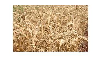 Ahora alrededor de 51 mil agricultores trigueros pueden vender su cosecha con una retención de 23%.