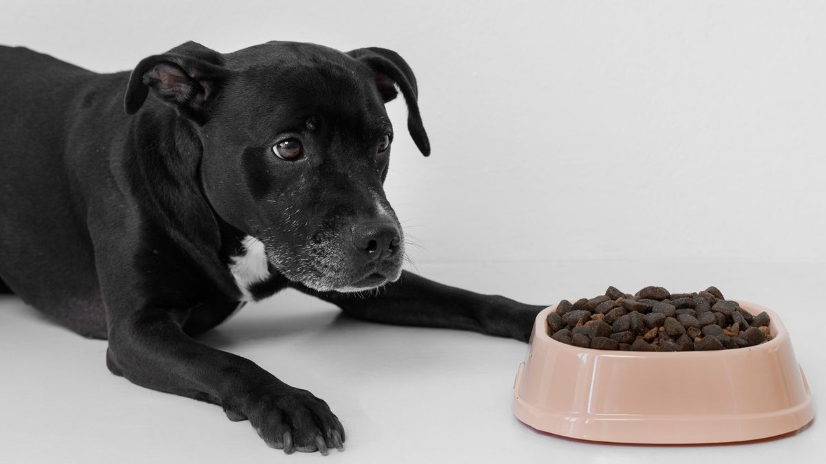 How to store your pet’s food so that it doesn’t lose nutritional quality, according to experts
