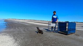 Regresó al mar el lobo marino que apareció cerca de un arroyo en Tigre