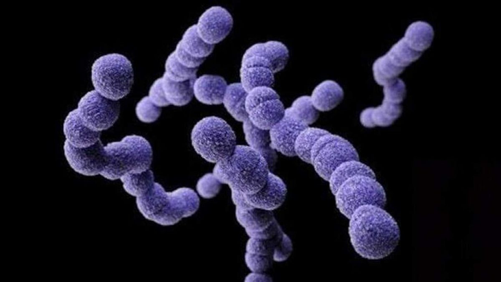 El Streptococcus pyogenes es una bacteria de las cuales existen más de 80 serotipos diferentes.