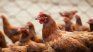 Argentina will once again export poultry meat to the European Union from this Wednesday.
