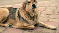 El análisis de 65 mascotas en hogares con casos confirmados de COVID-19 mostró que el 6,06% de los perros estaban infectados, subrayando la importancia de las campañas de vacunación y el monitoreo de la salud pública.