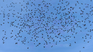Los pájaros que surcan los cielos de Fabián Burgos, en una de las nuevas obras del artista
