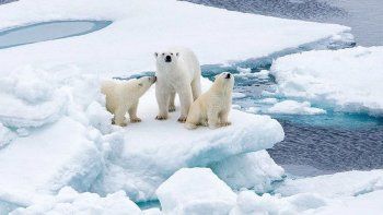 cambio climatico: peligra el ultimo refugio de los osos polares