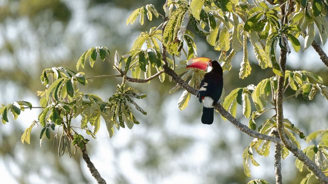 IGUAZU TAPA 1.jpg
