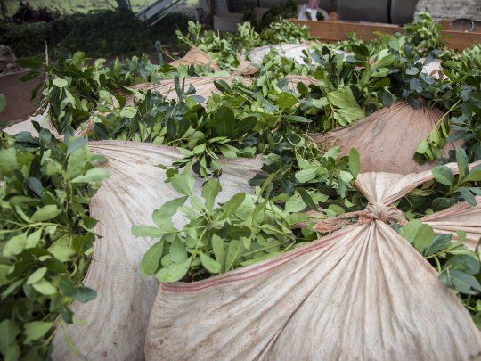 El volumen de yerba mate volcado al mercado interno en abril, es récord en una década para ese mes del año