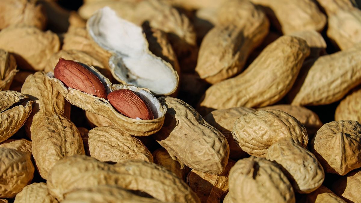 Agriculture distributes the export of peanut paste to the US among 10 firms