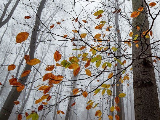 La capacidad de los bosques para almacenen el carbono estará limitada.