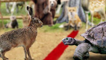 ámbito.com | Liebre y Tortuga.jpg