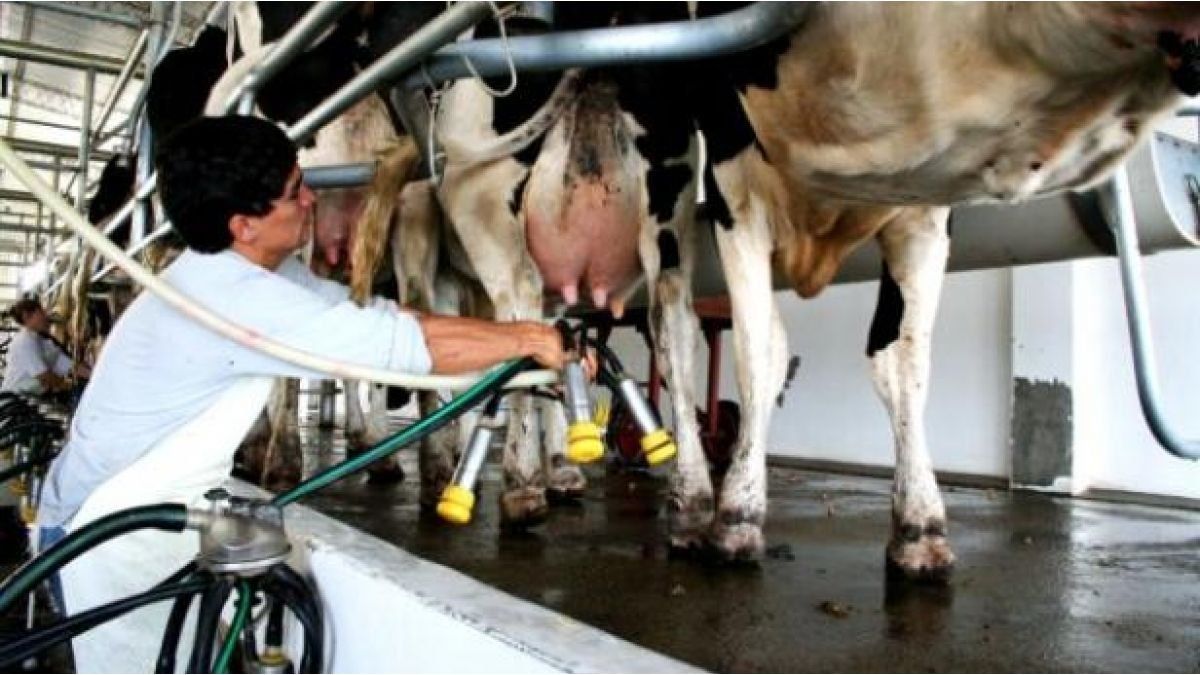 milk production is the lowest in five years