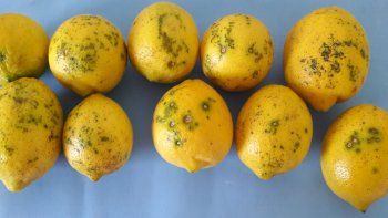 ámbito.com | limones2.jpg