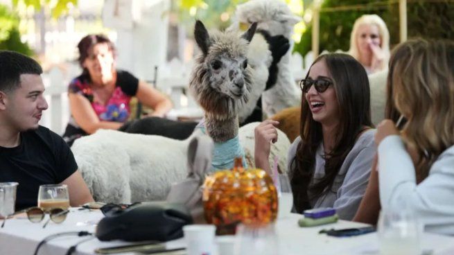 Serbia tiene una cafetería donde los clientes pueden compartir mesa con alpacas.