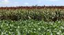 The agricultural sector had a strong recovery during the third quarter.