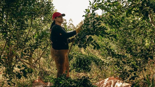 Productores de yerba mate advierten que muchos taraferos migran a Brasil para trabajar.