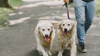 El proyecto de ley presentado en la Legislatura contempla transporte en colectivos, un sistema de DNI animal y atenciones veterinarias en los barrios.