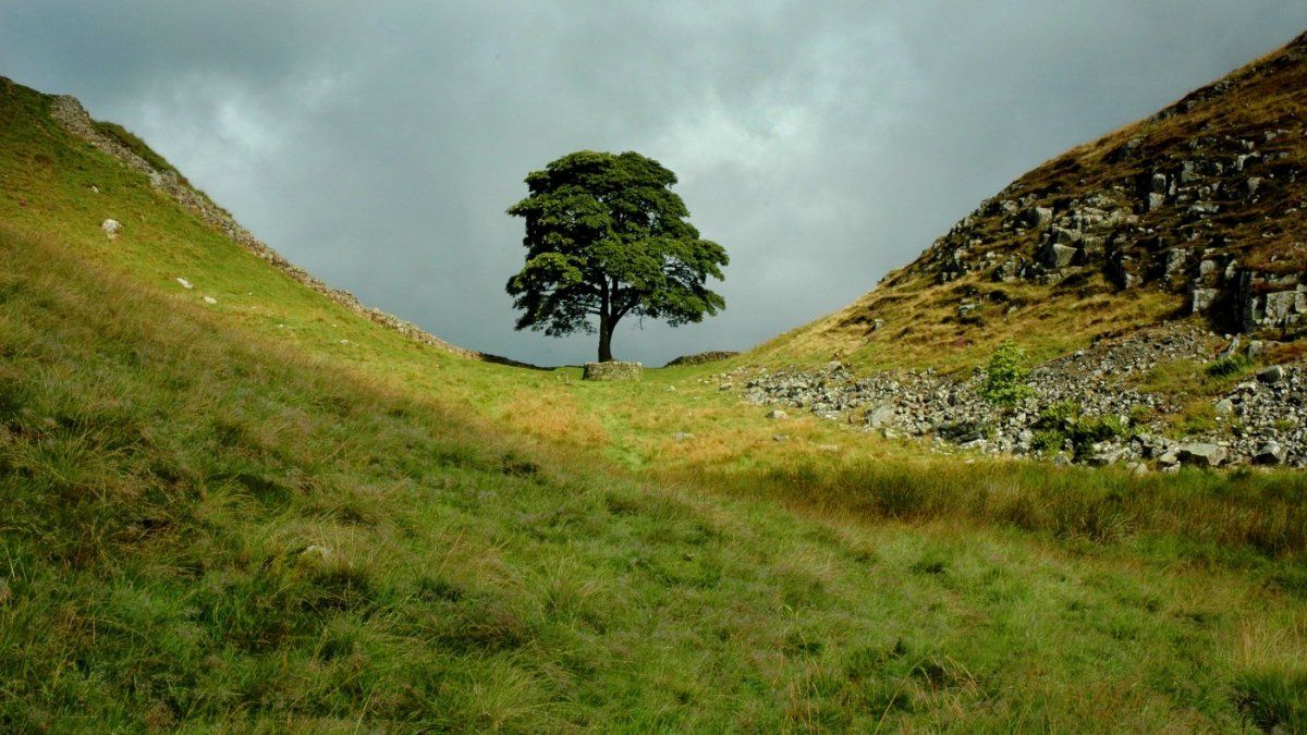 They cut down the iconic Robin Hood tree and a teenager is detained